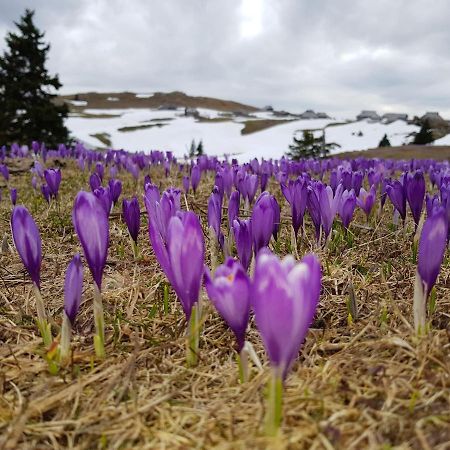 Vila Chalet Pehta Velika Planina Stahovica Exteriér fotografie