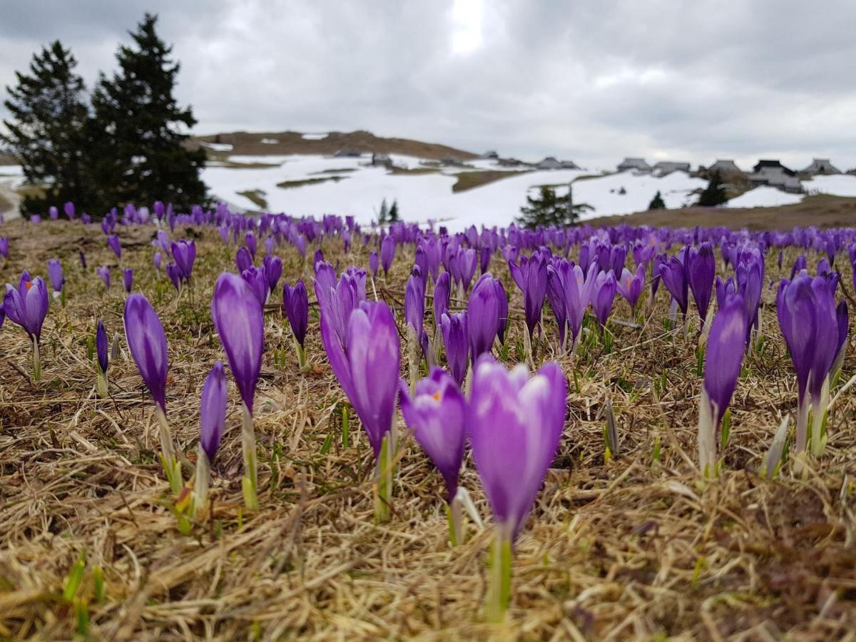 Vila Chalet Pehta Velika Planina Stahovica Exteriér fotografie